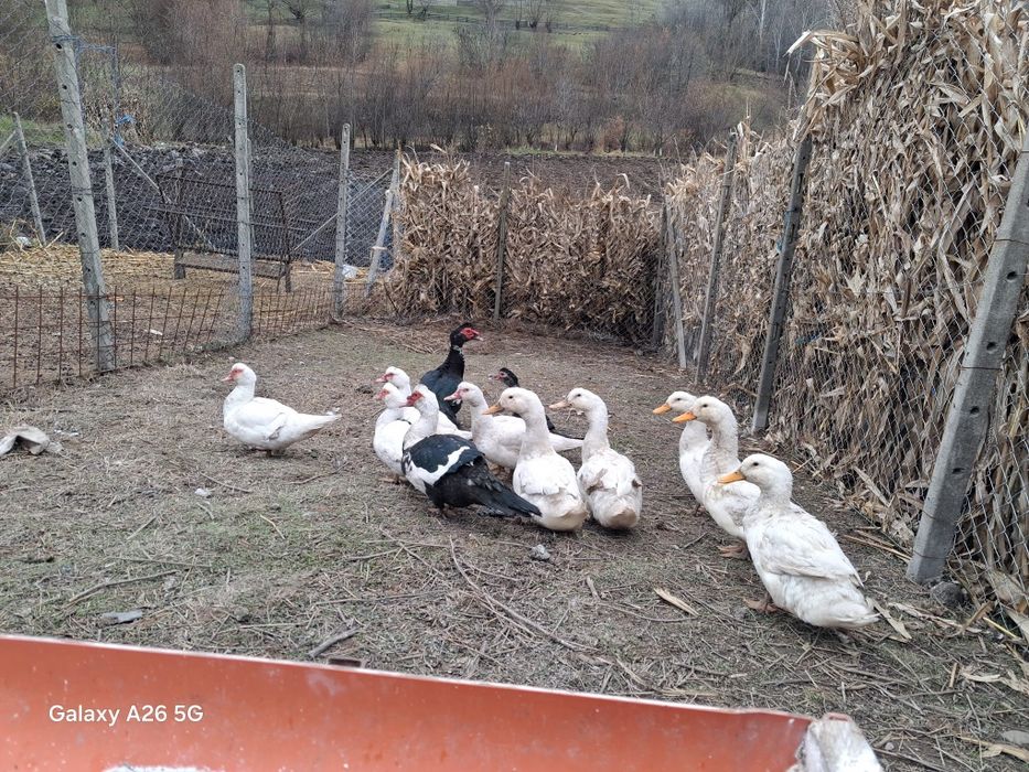 Vând Rațe leșești