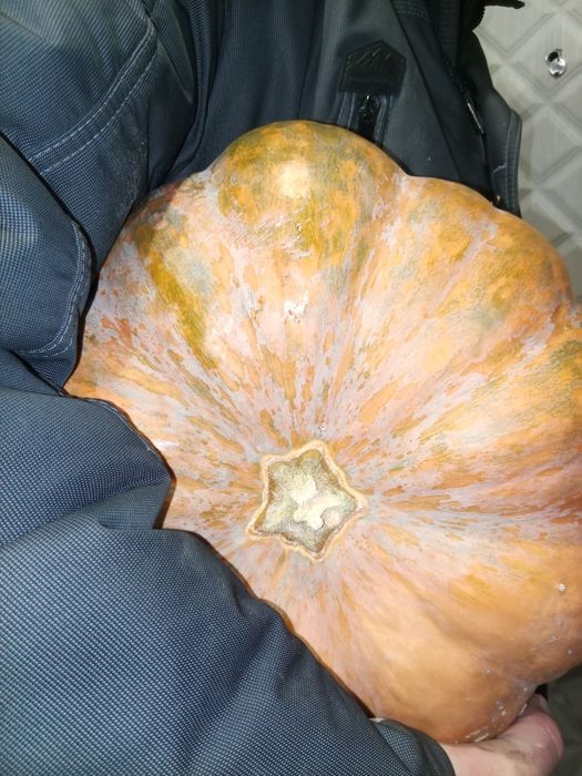 Тыква молодая спелая