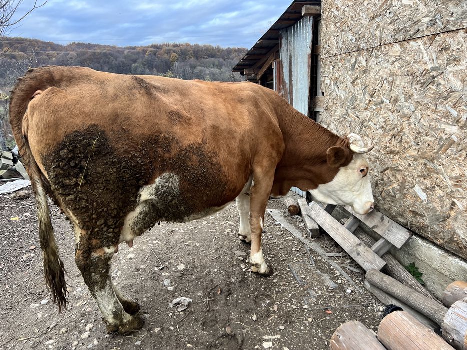 Vaca baltata germana  8 ani