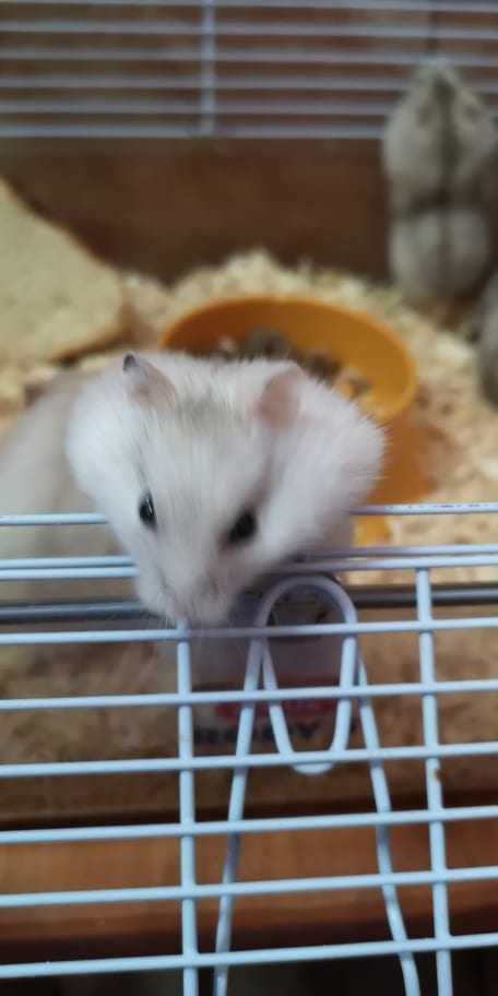 Vand pui de hamsteri siberieni!