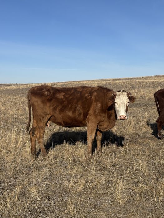 продам коров в изобильном