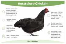 Vand oua Australorp