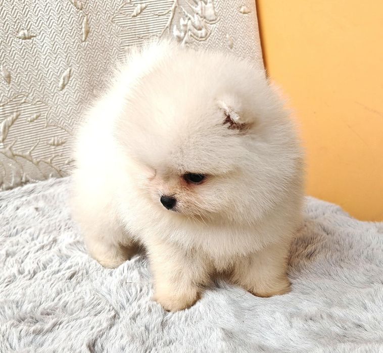 Померанчета мини момченца и момиченца