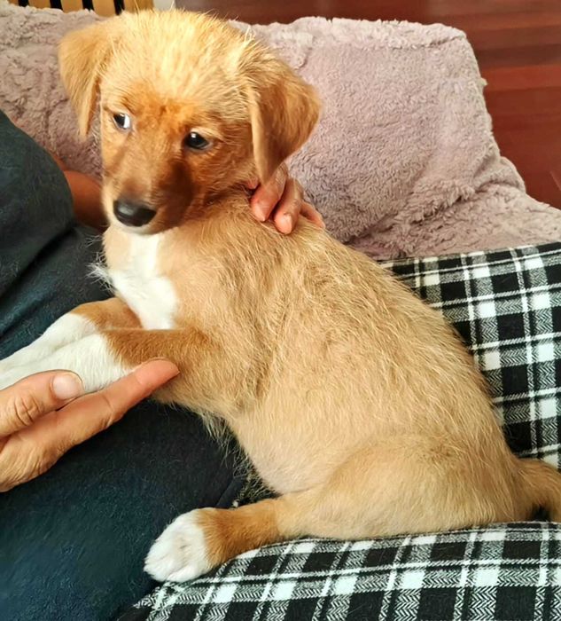 Oferim spre adoptie 4 catelusi sanatosi si aratosi