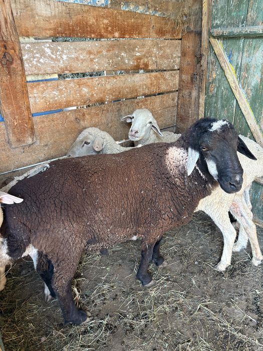 Қошқар қой сатылады! Срочно!