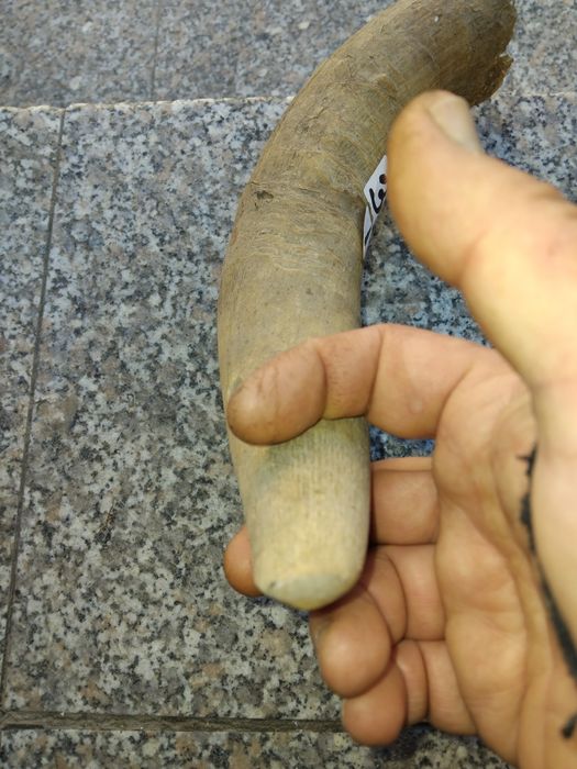 Рог от крава дължина 45сантиметра.