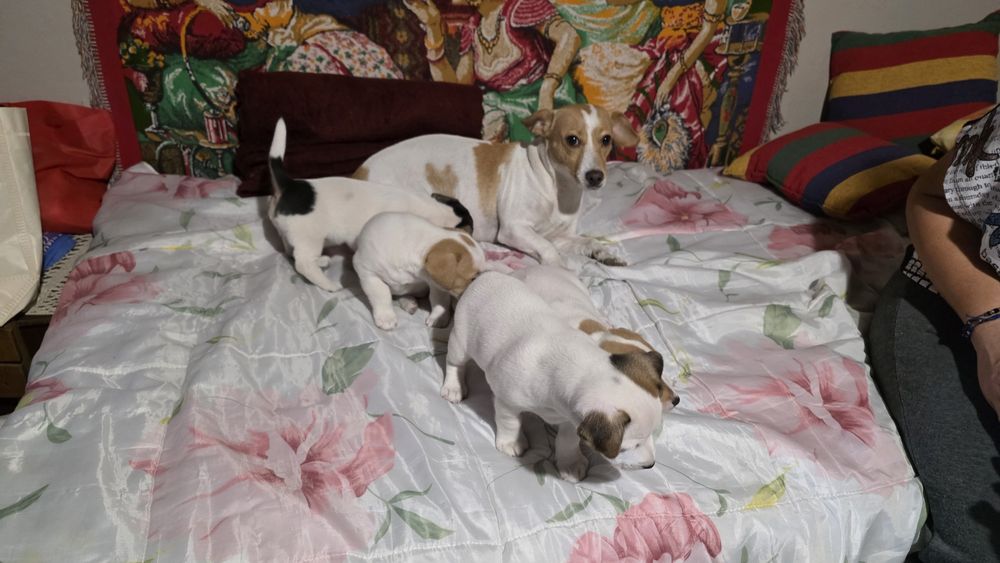 Бебе кучета Джак Ръсел