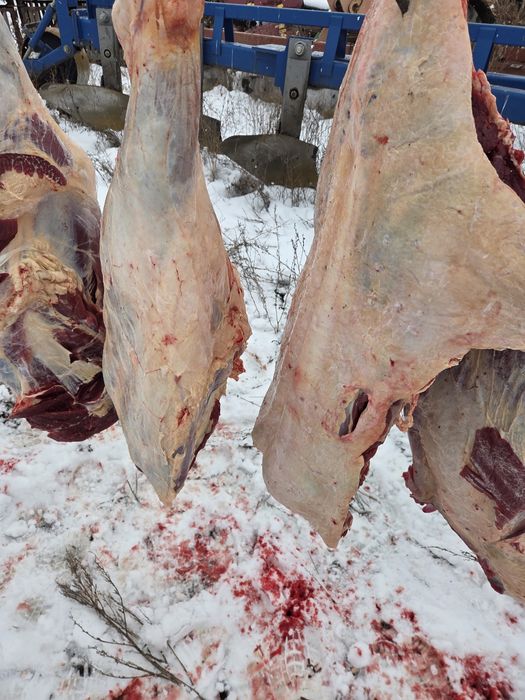 Согым iрi кара тайынша