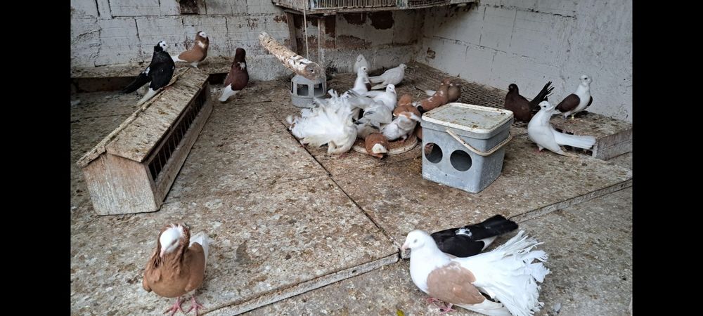 Продавам гълъби.