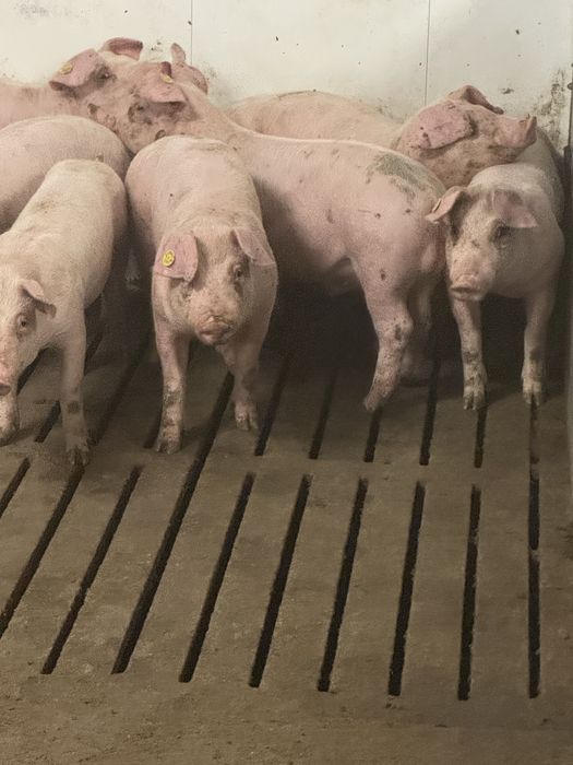 Прасета 100/120 кг 6.00лв