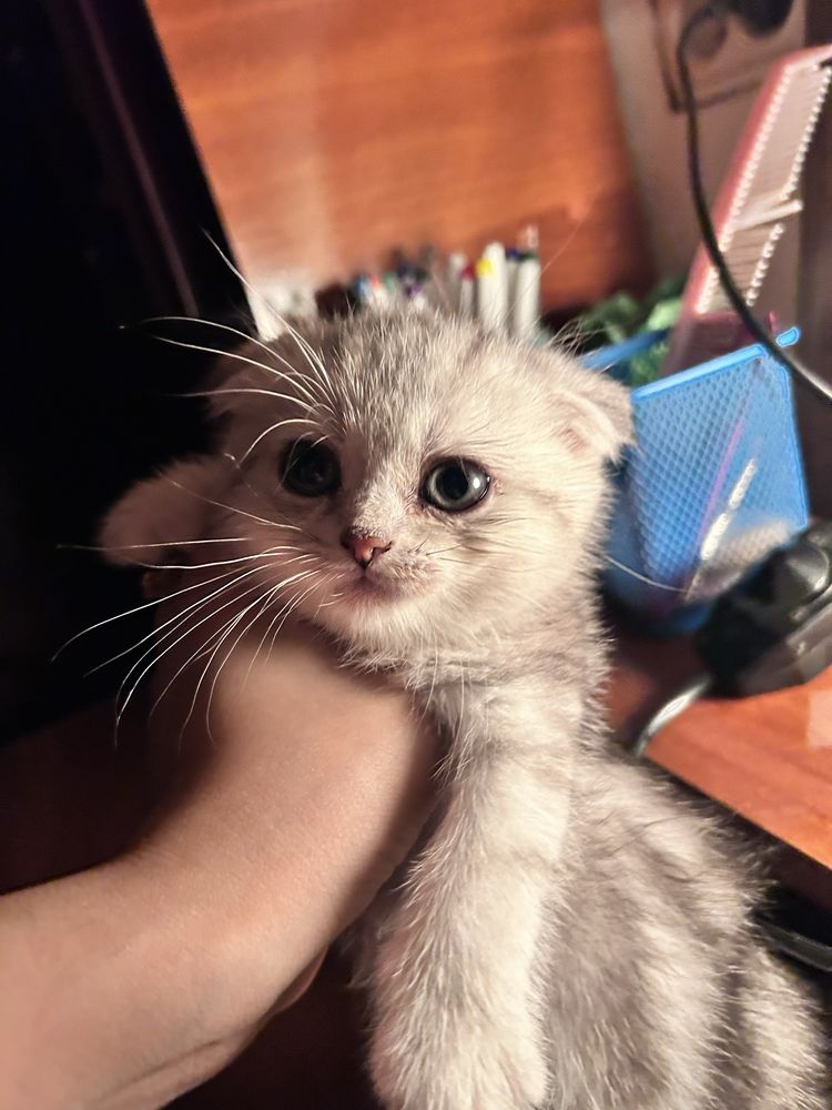 Продается котик вислоухий