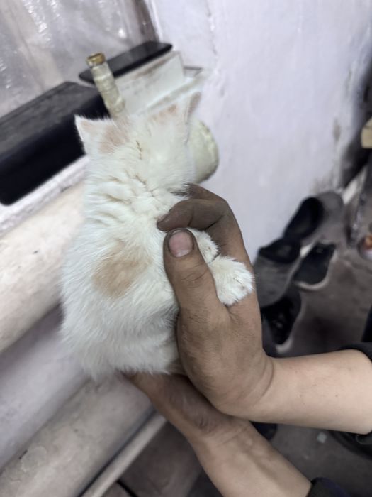 Мысык кошка 1 шт бесплатно