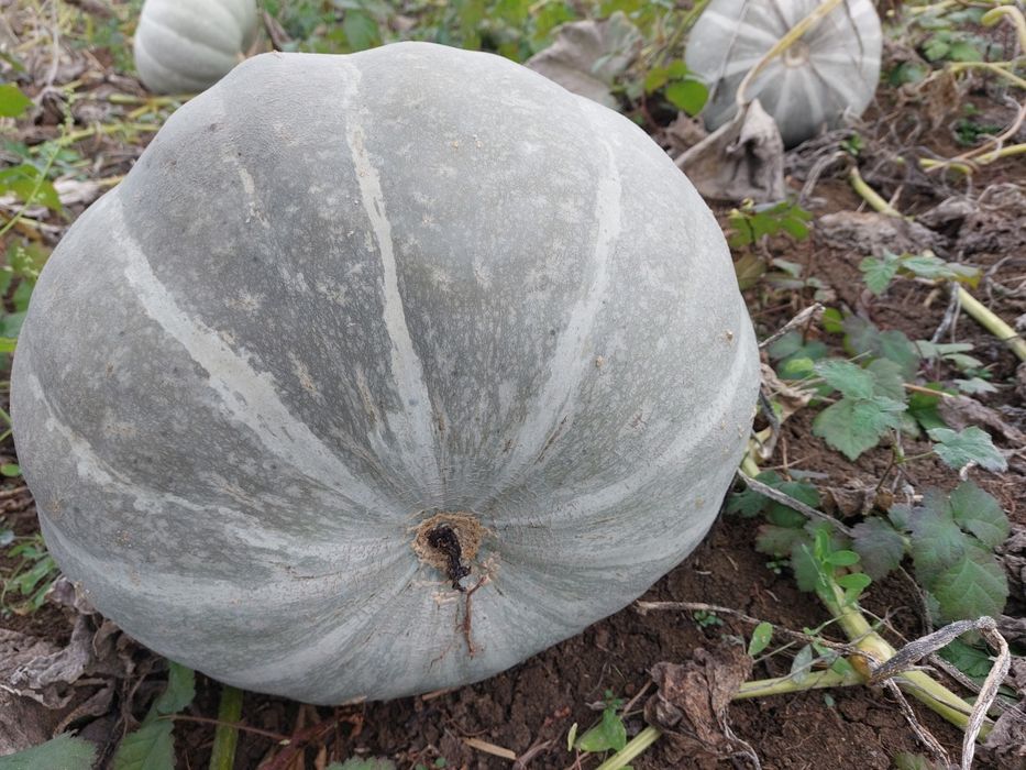 Vând dovleac de copt