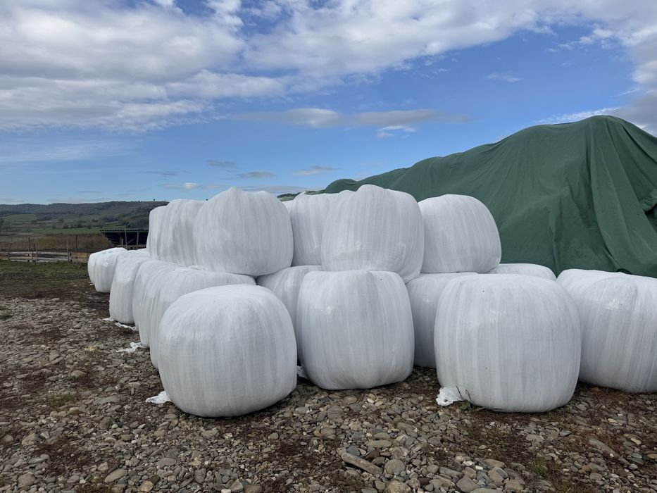 Baloti lucerna infoliati coasa 4