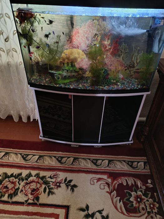 Akvarium Zor baliqi bilan