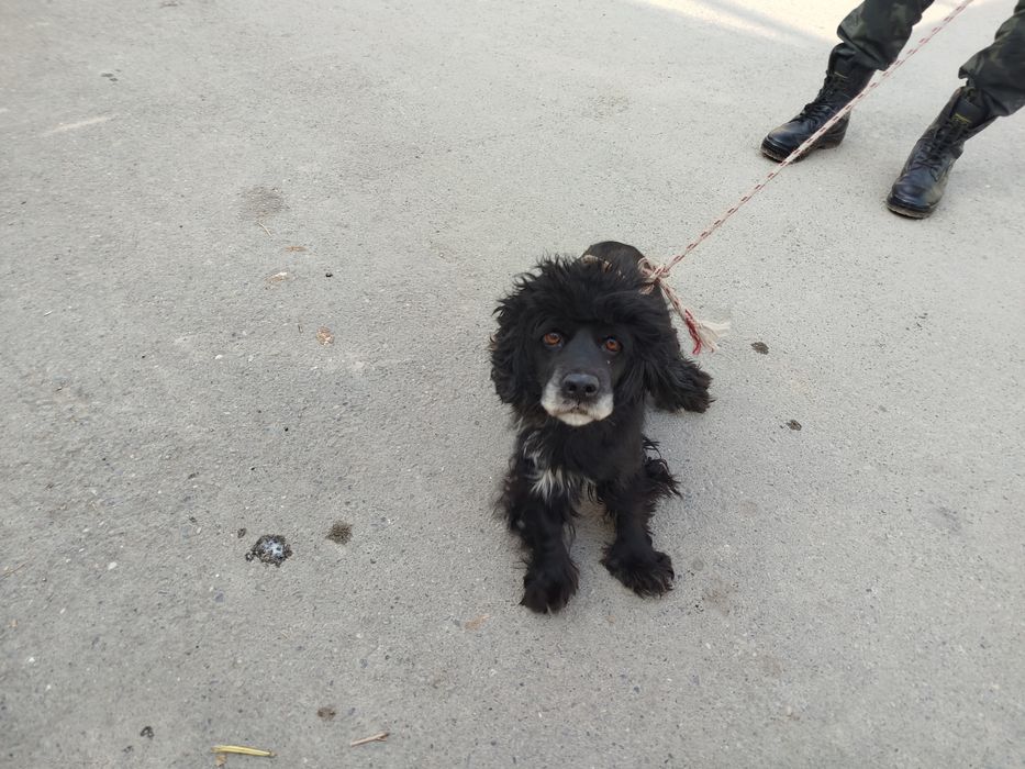 Русские спанел продам