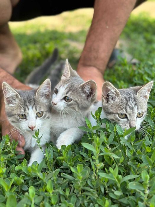 Озорные самостоятельные котята