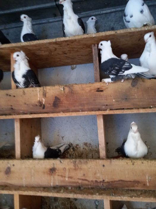 Vînd porumbei satineți jucători cu un moț și două moțuri