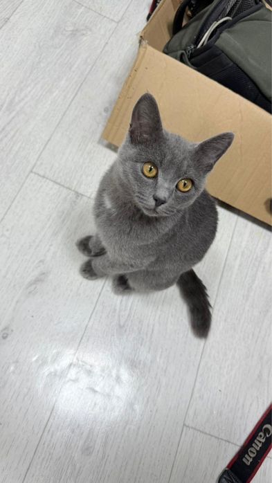 Продаю британского котёнка