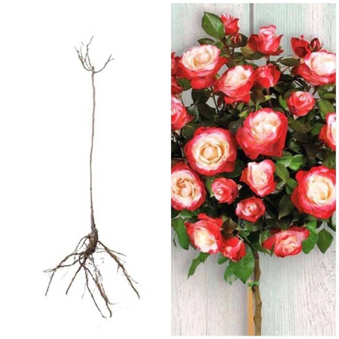 Trandafiri Pomisori- la oferta, 1-1,4m.Diverse culori.