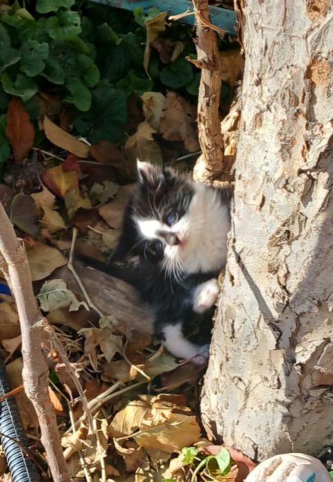 Мимишный кот крысолов