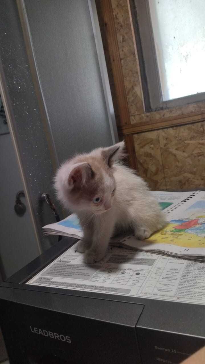 Котята ищут дом.