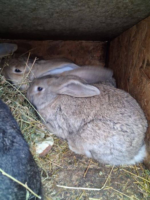 Iepuri tineri urias german 3-4 kg