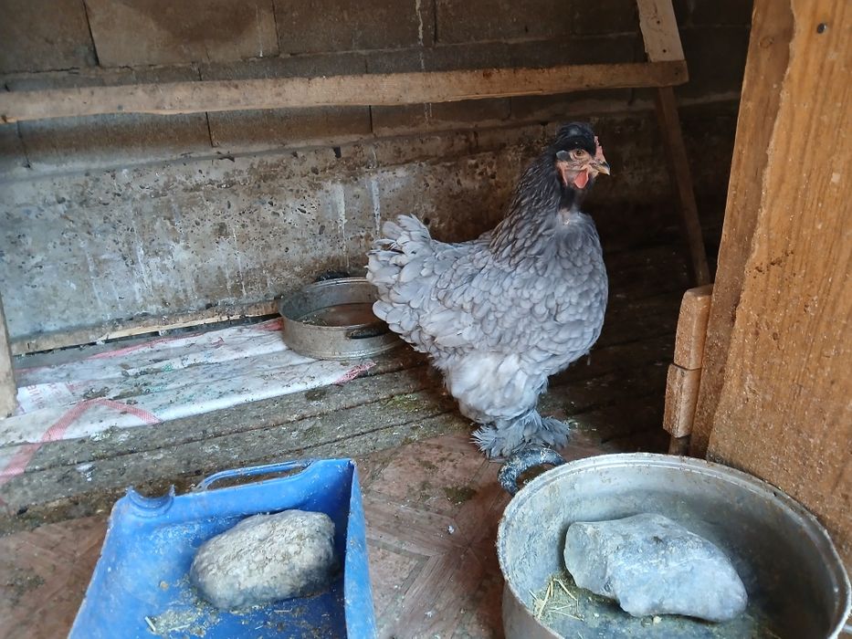 Срочно Продаются куры