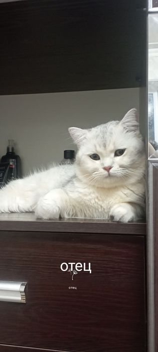 Мушукча сотилади