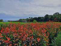 Photinia red Robin din pepiniera proprie