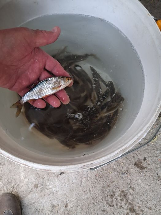 Живец для зимней рыбалки.