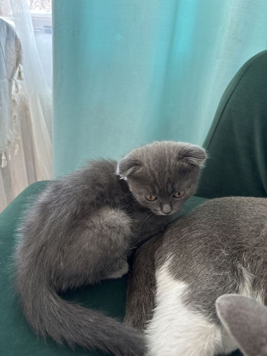 Вислоухи котонек бесплатно !