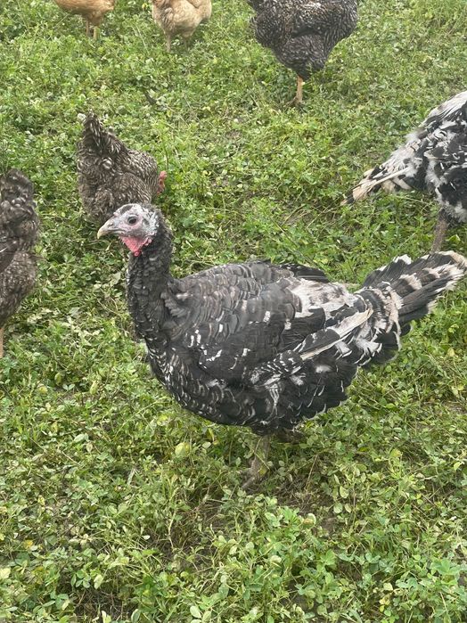 Curnani și curci de țară