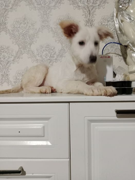 Щеночка будут не большие