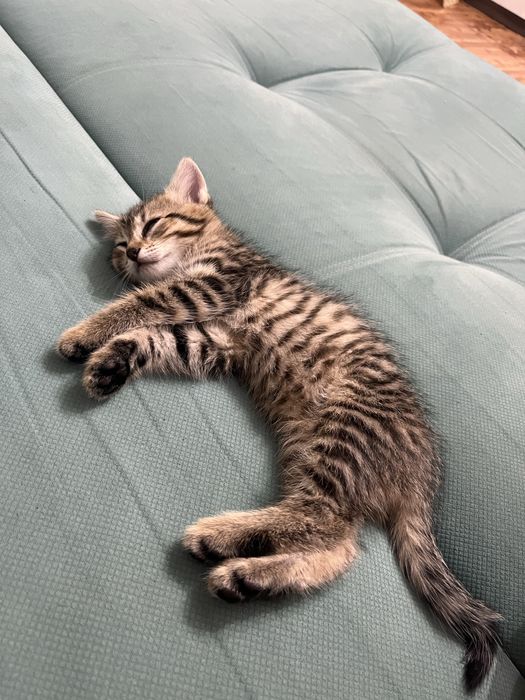 Шотландская кошка отдам бесплатно