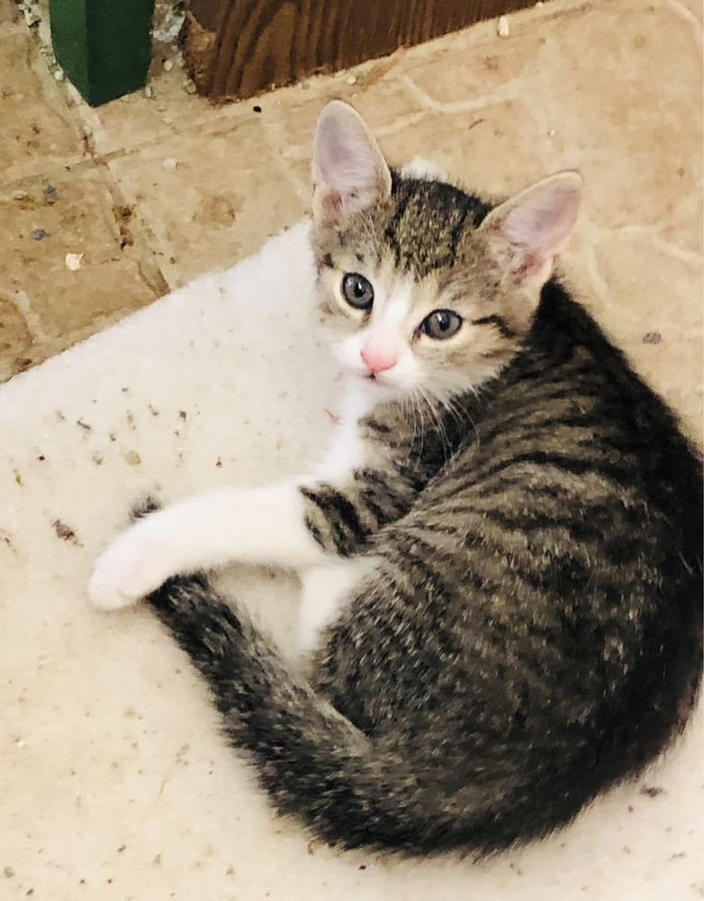 Pui de pisica pentru adoptie-3 baietei si 3 fetite