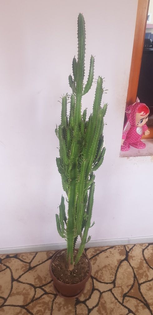 Gul sotiladiladi