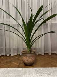 Комнатное растение панданус (винтовая пальма)