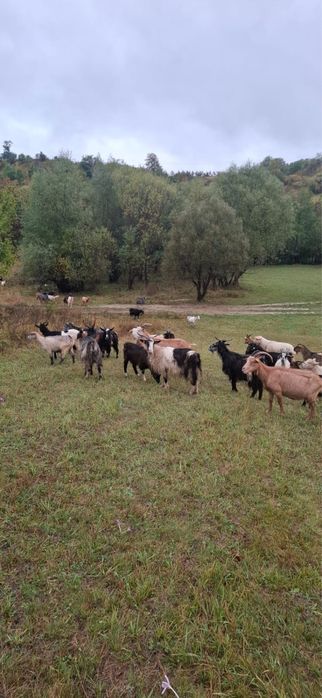Vand 150 de oi si 70 de capre