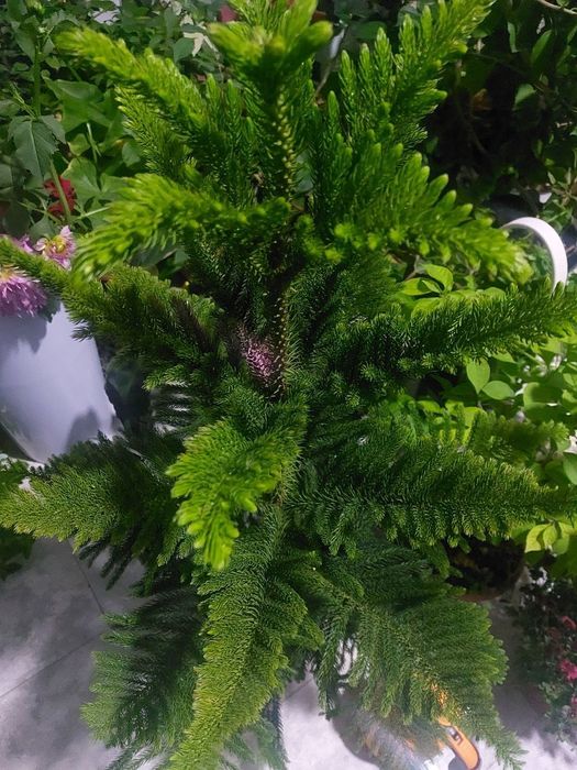 Продам Ёлка араукария