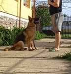 Dresaj canin de calitate si PENSIUNE CANINA