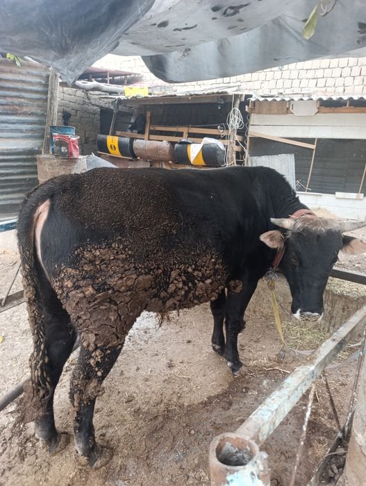 Новвос сотилади.