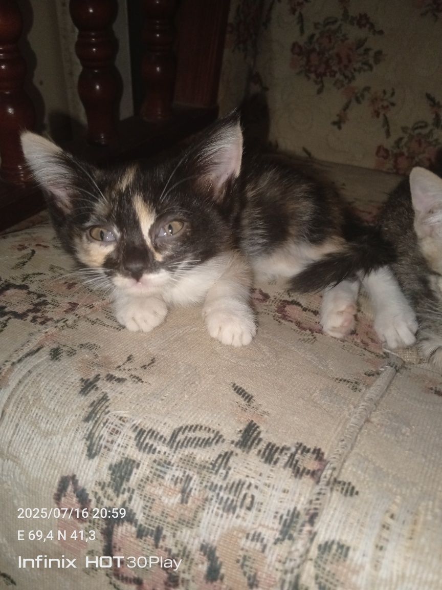 Котята в добрые руки