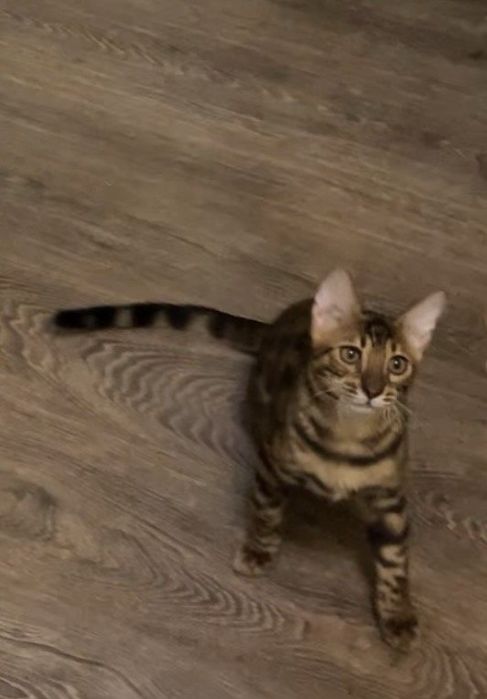 Продам котенка бенгальской пароды. Договорная цена