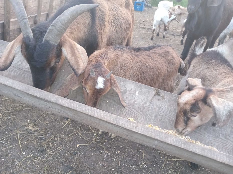 Vând mielute si berbecuți oacesi si brezi dar si iezi