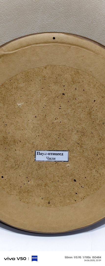 Паук Птицеед натуральный . В рамке из ореха.