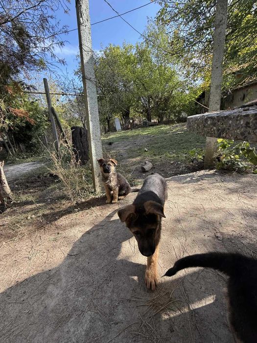 * Немски овчарки *