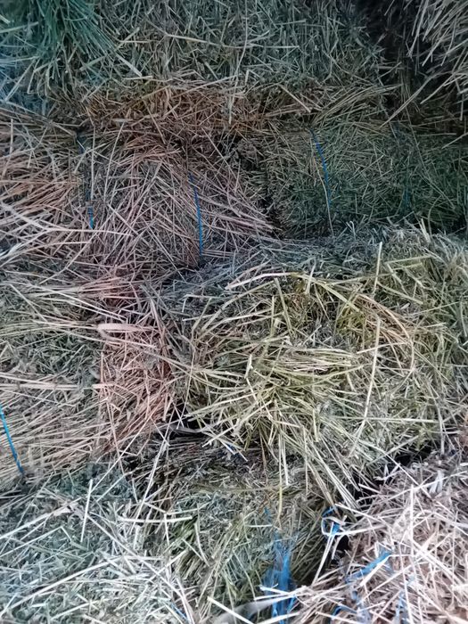 Vând baloti lucernă