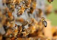 De vânzare 10 familii de albine