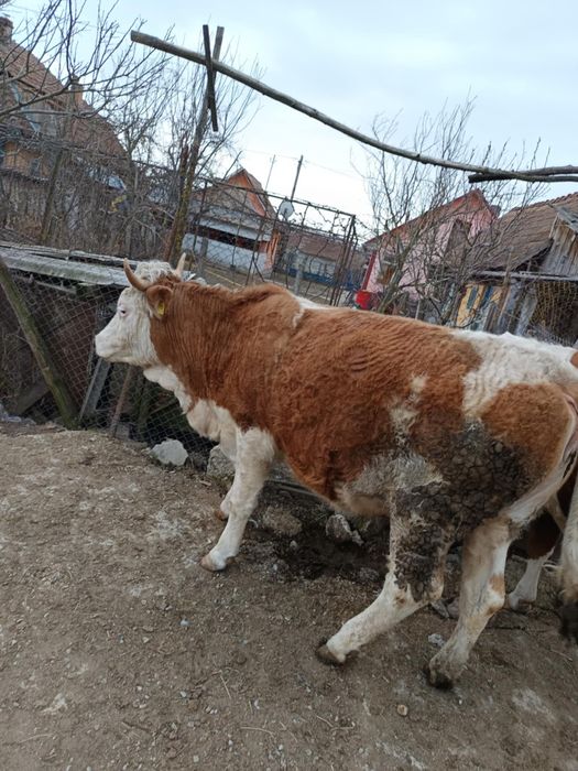 Vând 2 vaci una cu vițel și una gestantă